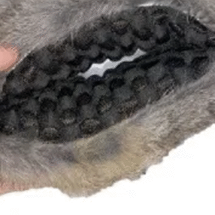 Paws Made Candy Catch Dog Retrieve Play Toy